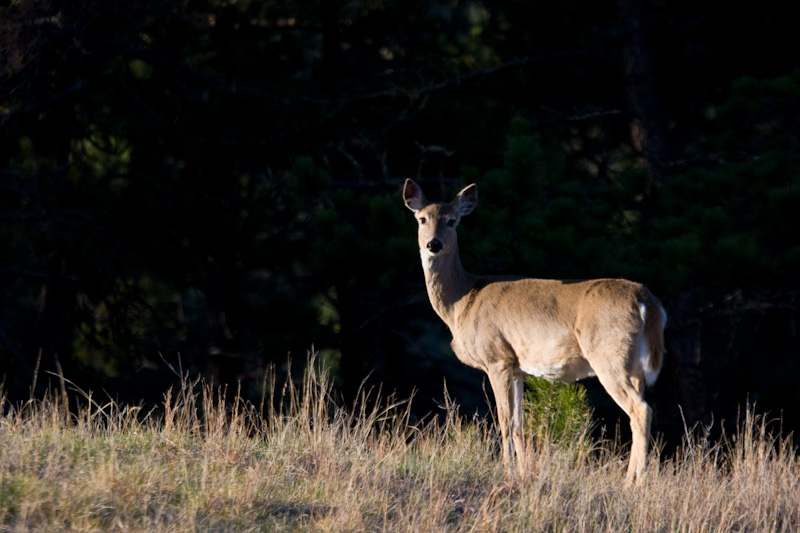 Mule Deer